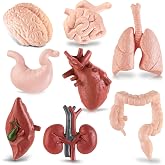 8PCS Mini Human Body Model for Kids | Body Parts Sets Anatomy Toys, 3D Anatomy and Physiology Study Tools for Students Class Learning