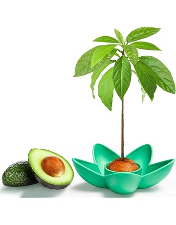 Amazon.es: Kits de cultivo en casa: Jardín