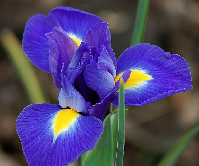 10 IRIS HOLLANDICA BLUE MAGIC DUTCH IRIS BULBS PERENNIAL FLOWER