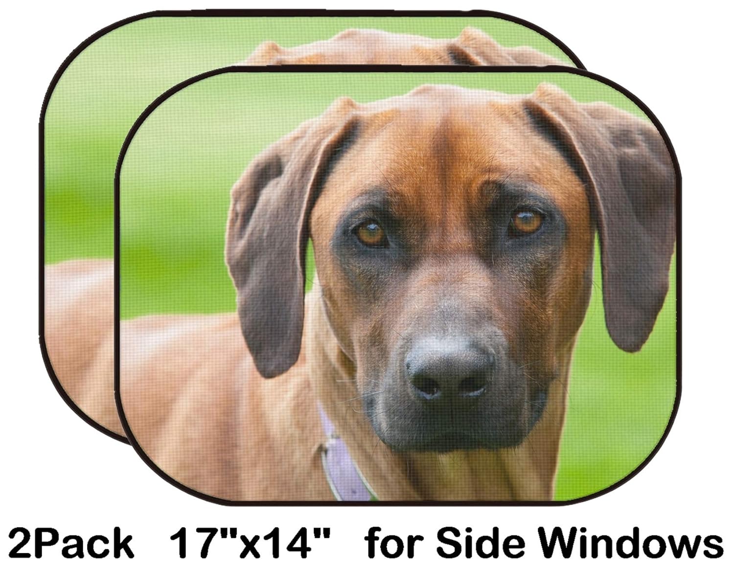 rhodesian ridgeback age first heat
