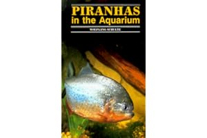 Piranhas in the Aquarium