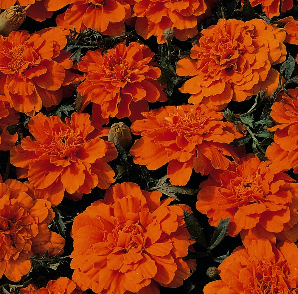 Thompson & Morgan - Flowers - Marigold Durango Tangerine F1 Hybrid - 40 Seed