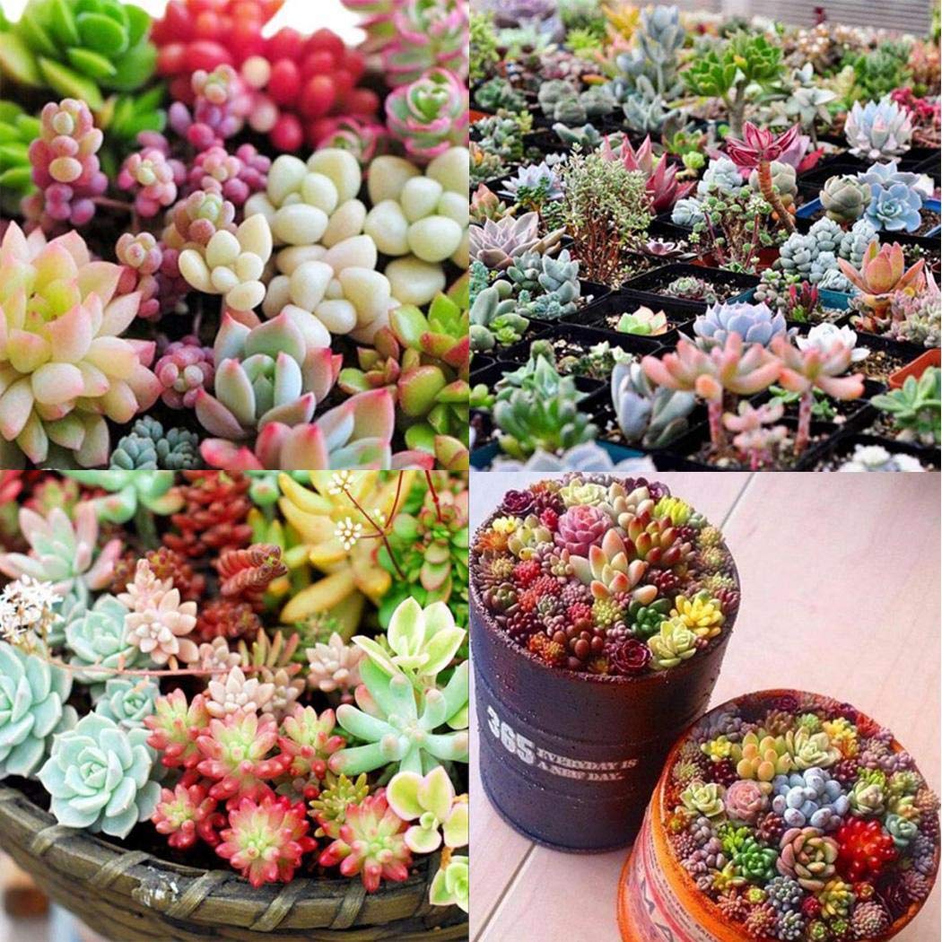 MelysUS 100 Pcs Mixed Succulent Anti-Radiation Fleshy Seeds Potted Flower Cacti & Succulents