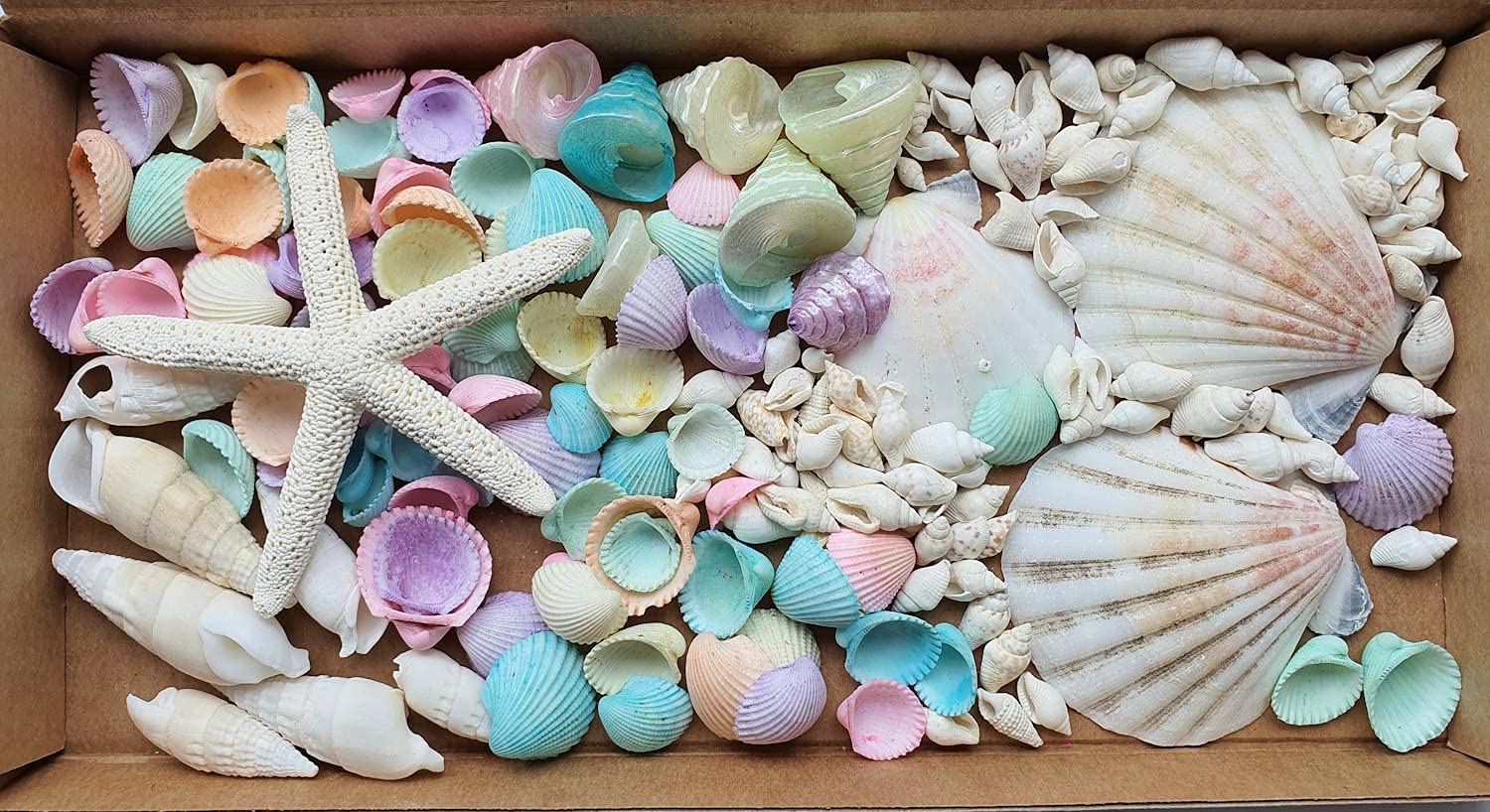 Avalon Mixed SEA Shells Collectable Small Seashell Mixes, Decorative Craft Shells, White Shells, Starfish, Weddings/Home Decor, Beach & Costal Themed Arts and Crafts Projects & Parties (Mix #ML)