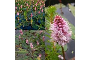 50+ Seeds Persicaria Amphibia Seeds, Marsh Smartweed, Longseeds Smartweed, Water Knotweed, Water Smartweed,