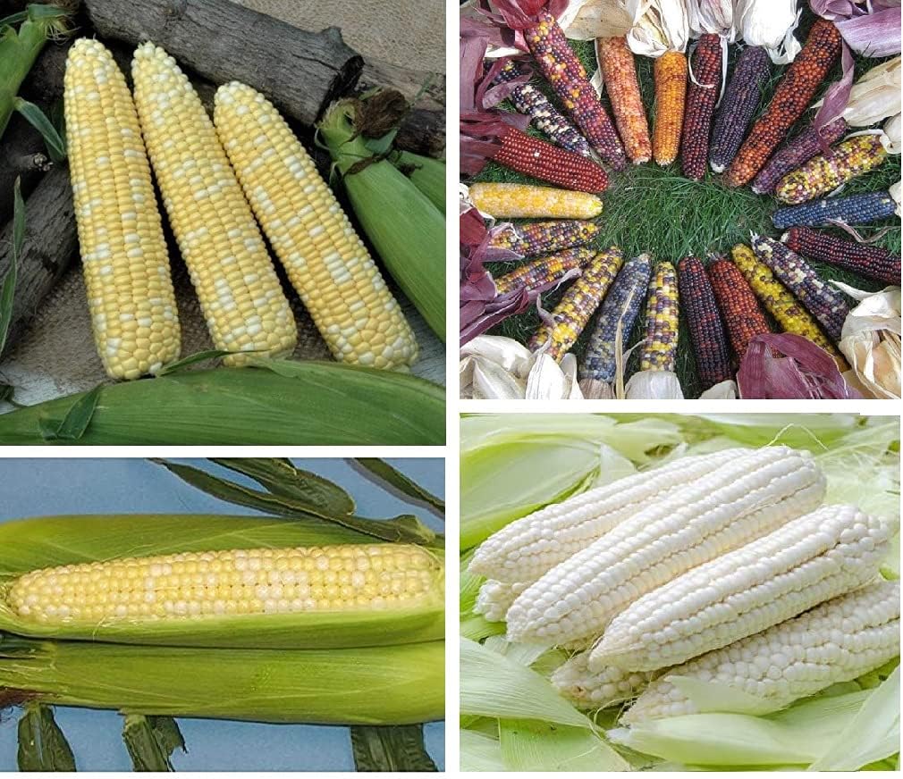 David's Garden Seeds Collection Set Heat Tolerant Corn 3460 (Multi) 4 Varieties 400 Non-GMO, Seeds