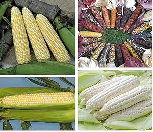 David's Garden Seeds Collection Set Heat Tolerant Corn 3460 (Multi) 4 Varieties 400 Non-GMO, Seeds