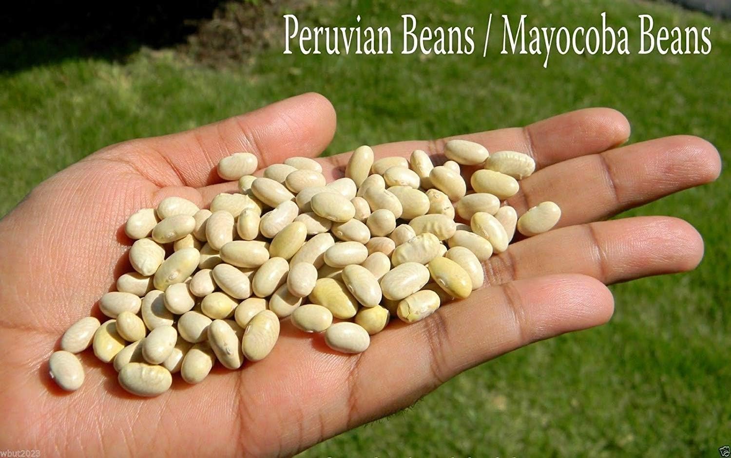 CUSHY Frijol Canario, Frijoles peruanos Frijoles Aka Mayocoba ...
