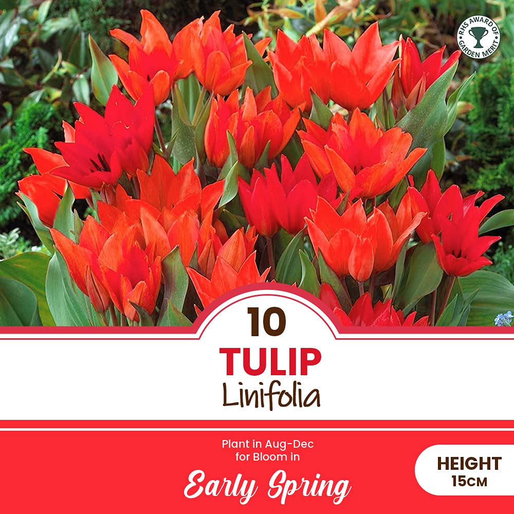 10 x Tulip Linifolia – RHS Award of Garden Merit – Perennial Naturalizes Easily -Splash in Rock Garden - Fire Engine Red Flowers – for Your Beautiful Garden
