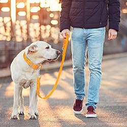 Wisedog Waterproof Standard Dog Leashes with 2
