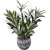 Ewtogift Indoor Faux Olive Plant 12 inch Artificial Silk Leaves in Elegant Planter Perfect Fake Olive Branches with Realistic Trunk and Lifelike Fruits Tabletop Greenery Decor for Home Office