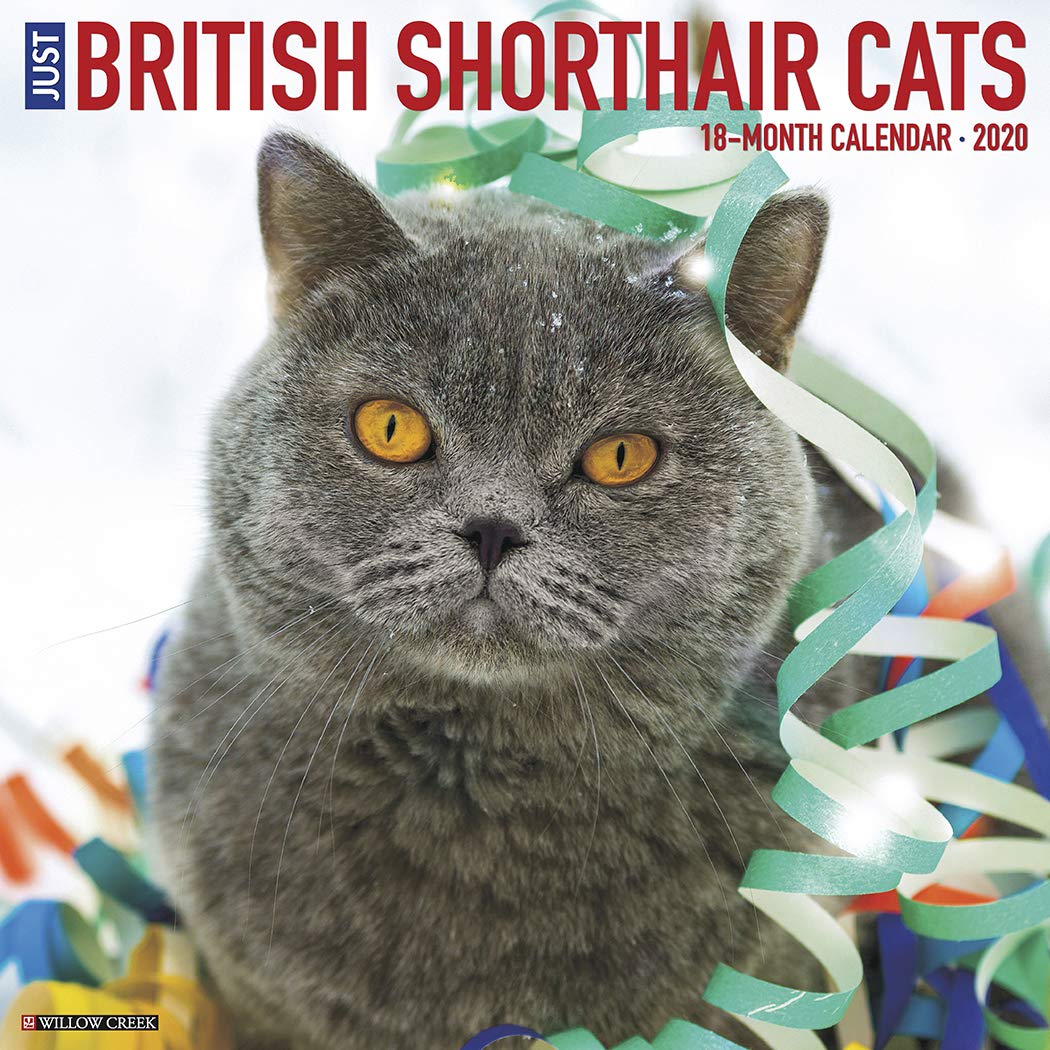 British Shorthair Cats 2020 Wall Calendar Willow Creek Press