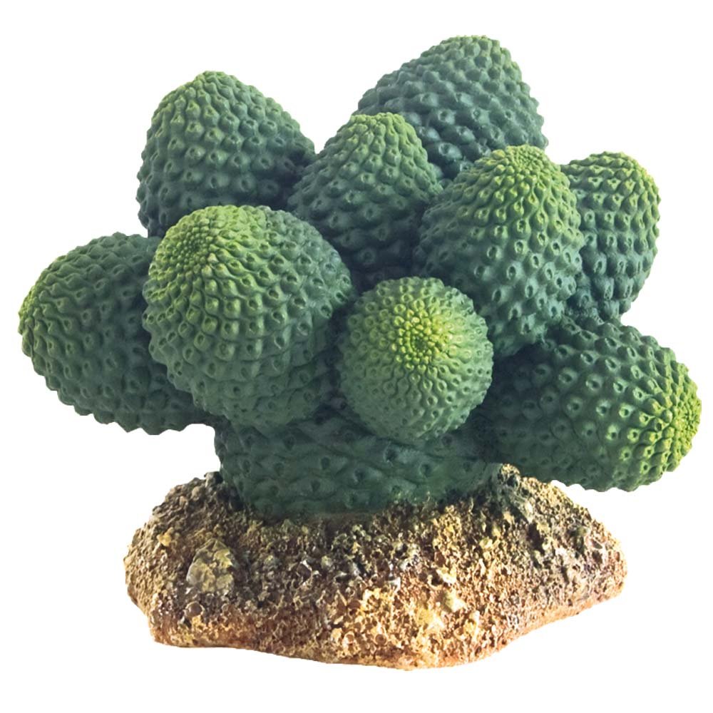 Hobby Atacama 37018 Cactus Height 7 cm