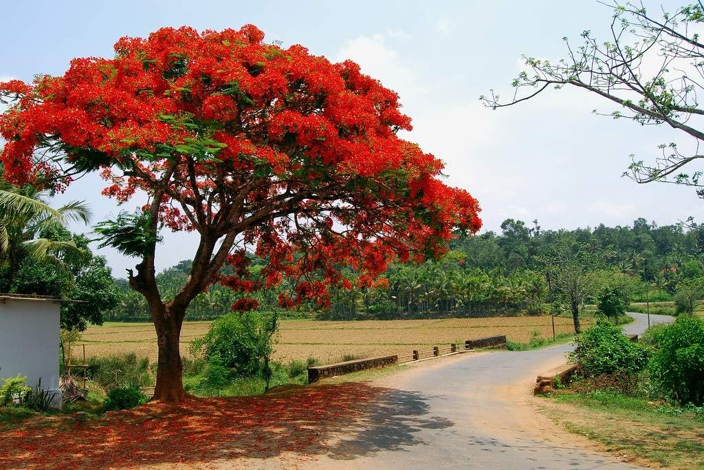 25 Delonix Regia Seeds Flame Tree Royal Poinciana Flamboyant Tree Seeds Amazon Ca Patio Lawn Garden