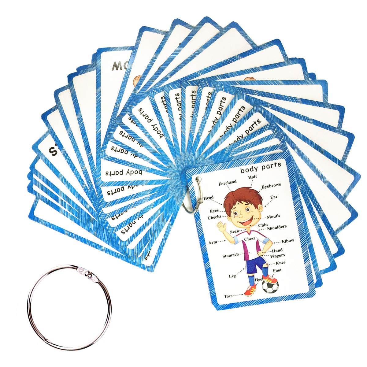 Body parts flashcards consigue el mejor cuerpo