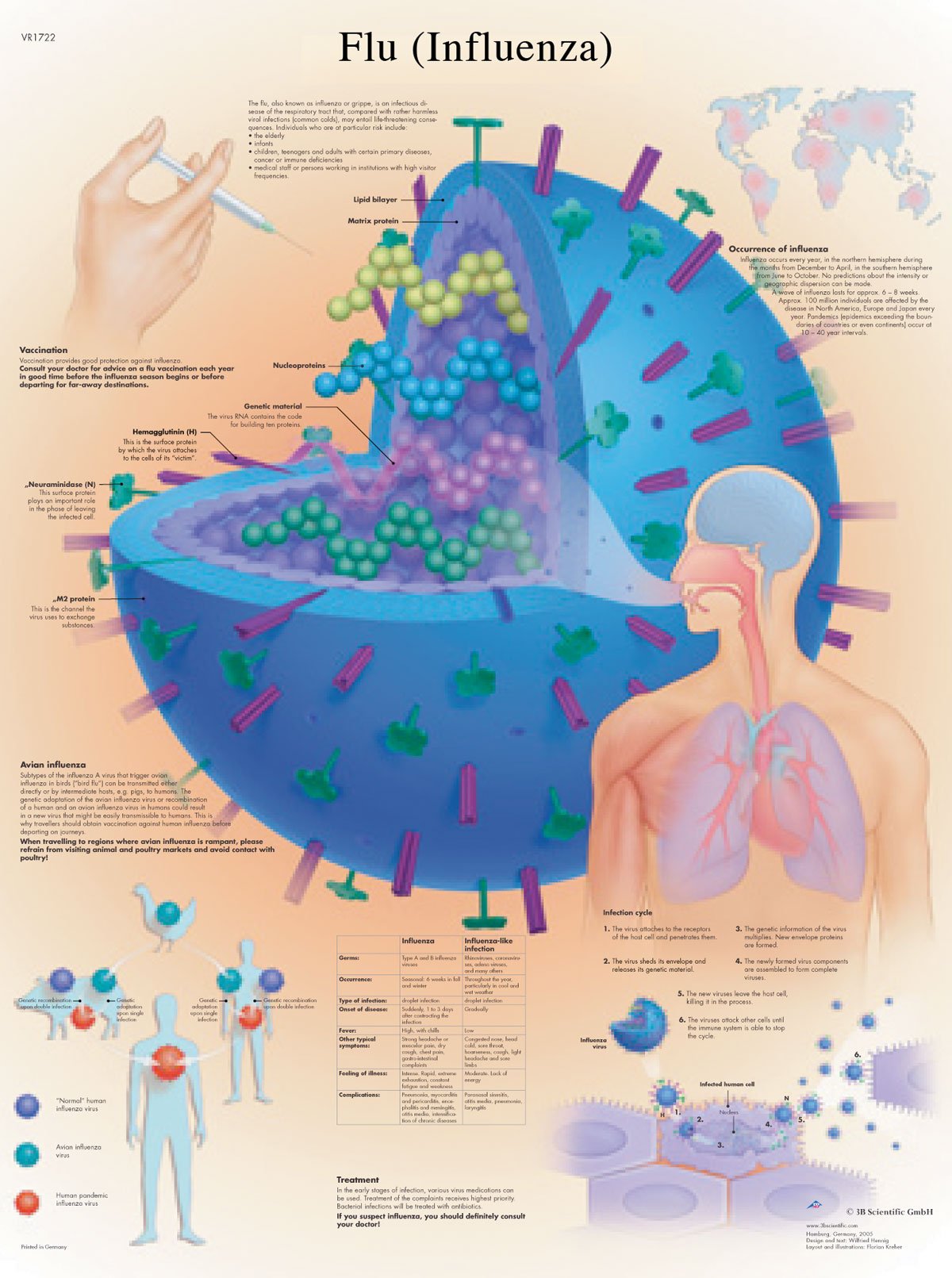 3B Scientific VR1722L Human Anatomy - Flu Chart, Laminated Version
