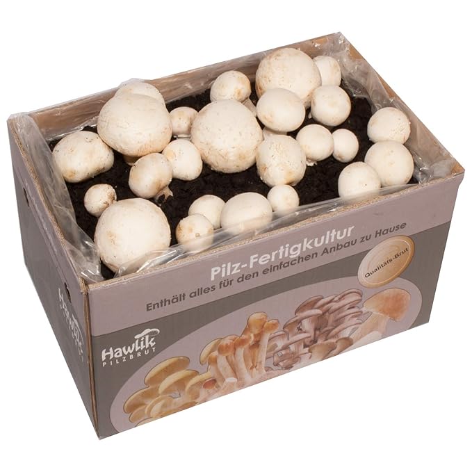 Hawlik Pilzbrut - weiße Champignon Pilz-Zuchtset - Pilz Kultur zum selber züchten - frische Champignon Pilze ernten (Groß)
