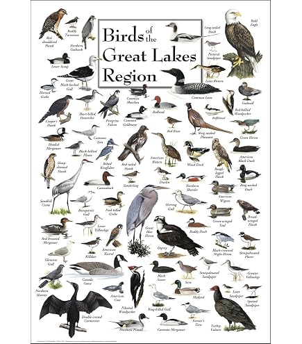 Stampa D'Arte Incorniciata – Eastern Tales Birds I Di Daphne Brissonnet – Quadro Moderno Con Uccello E Motivi Floreali – Cornice Nera Svelte Noir 43x50 Cm