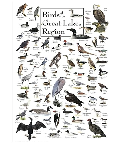 Stampa D'Arte Incorniciata – Eastern Tales Birds I Di Daphne Brissonnet – Quadro Moderno Con Uccello E Motivi Floreali – Cornice Nera Svelte Noir 43x50 Cm