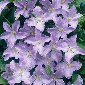Amazon.com : Clematis (Dormant Bare Root) ASR Hardy ...