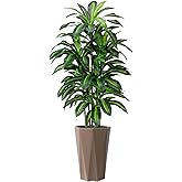 Artificial Dracaena Plant Indoor 5FT Fake Tree with Mocha Diamond Planter Faux Yucca Tall Fake Floor Plant Potted Artificial Trees for Home Office Living Room Decor Indoor