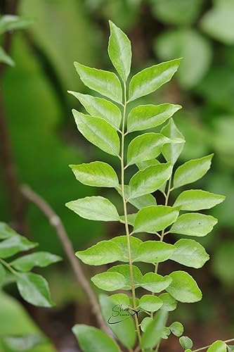 Ceylon Curry Leaves Aromatic Flavor of Whole Curry Leaves Kari