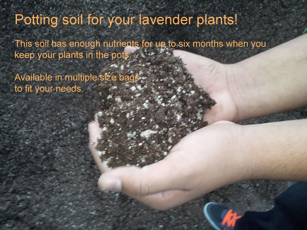 Potting soil for your lavender plants 16 plant supply Amazon.co.uk