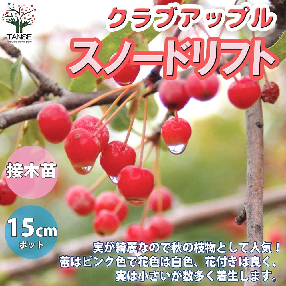 Amazon クラブアップル スノードリフト 5号接木苗 品種で選べる果樹苗 1個売り 学名 Malus Sylvestris 和名 ヒメリンゴ 姫 林檎 バラ科リンゴ属クラブリンゴ類 落葉中高木 蕾はピンク色で花色は白色 花付きは良く 実は小さい