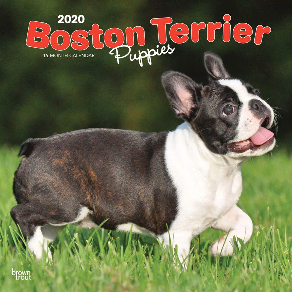 english boston terrier
