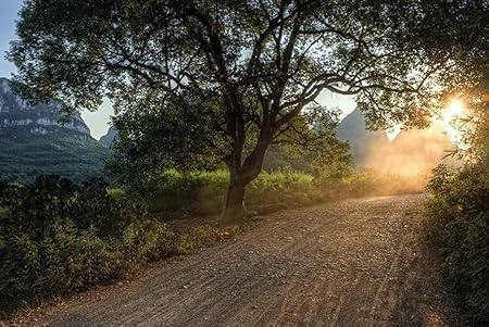 Amazon Co Jp A0 特大 ポスター 道路光道太陽木朝の夜明け覚醒国 壁紙ウォールステッカーポスター A0 11x841mm Generic