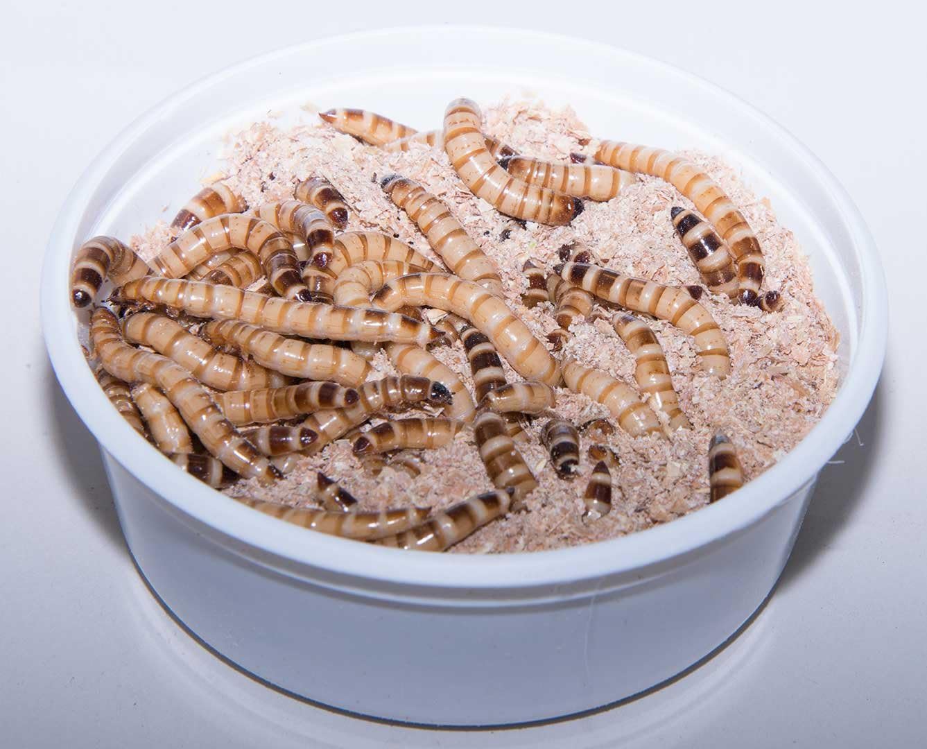 Superworms For Bearded Dragons ReptileKnowHow