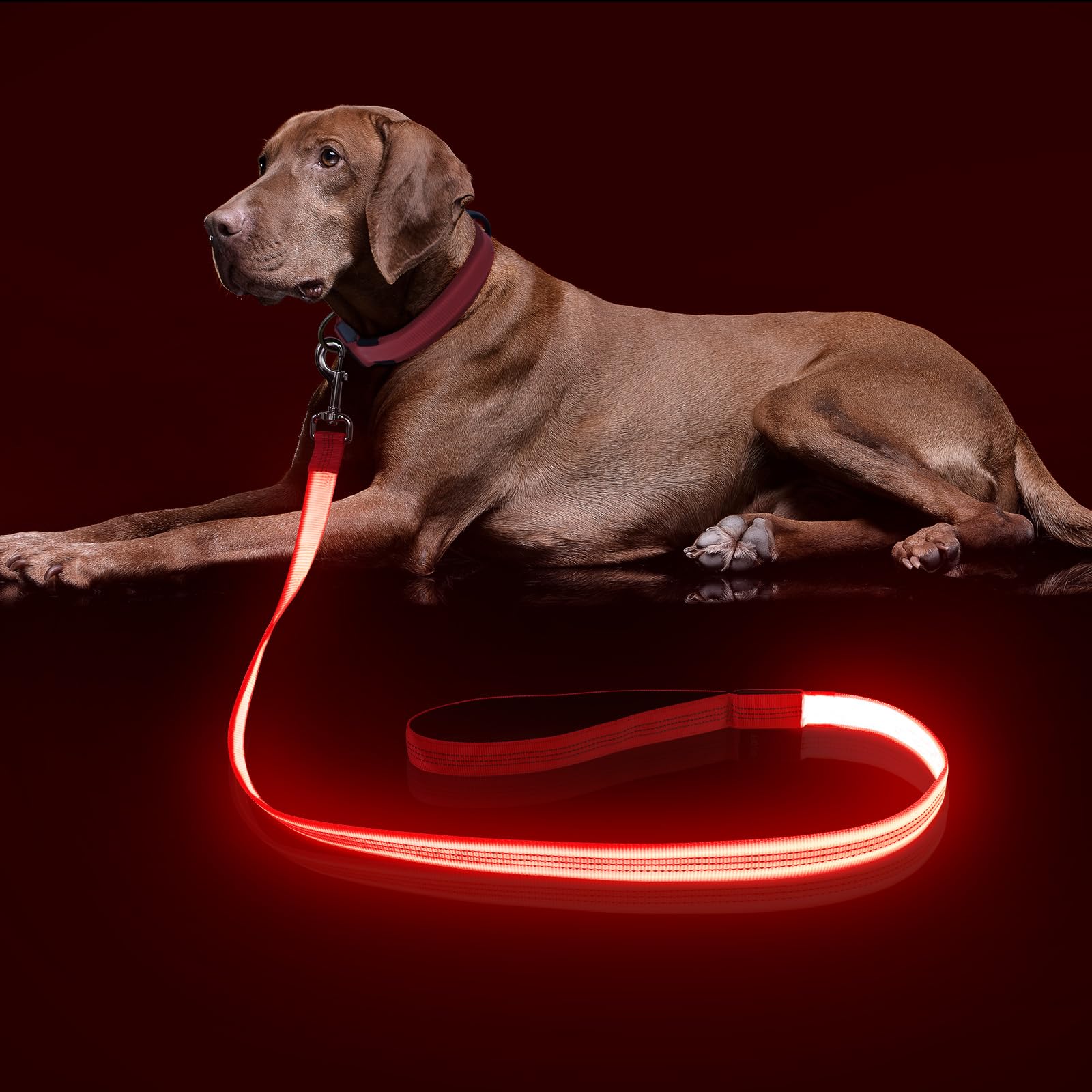 Colaseeme LED Dog Lead Light Up - 4 Feet, Micro USB Rechargeable, Nylon Webbing Glow Safety Standard Dog Leash (Red, 120 cm)
