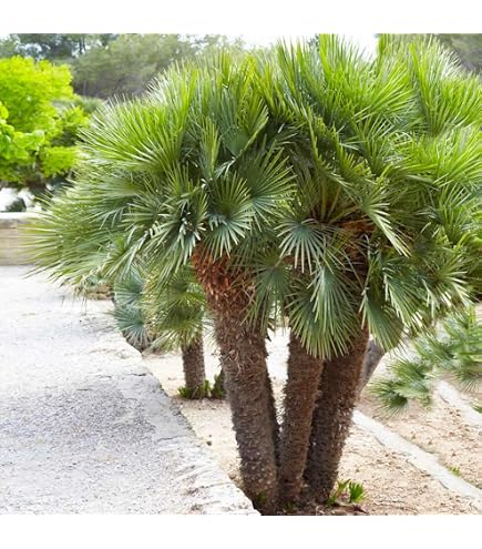 Amazon.com : Florida Royal Palm Tree, Cuban Royal Palm (Roystonea regia)   Live Tropical Plant for Outdoor Gardens, Fast Growing Exotic Tree, Full  Sun, Low Maintenance (3gal Pot, 3-4ft) : Patio, Lawn