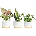 Costa Farms Plant Clean Air, 4-Pack O2 for You Live Houseplant Collection 4-Inch Grower Pot Assorted Foliage