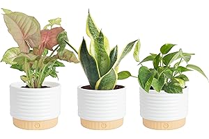 Costa Farms Plant Clean Air, 4-Pack O2 for You Live Houseplant Collection 4-Inch Grower Pot Assorted Foliage