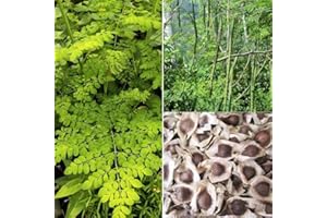 YOGICVIBE 30 Organic Moringa Oleifera Drumstick Seeds Non-GMO for Sprouting, Planting, Cooking. Unprocessed Seeds with Wings. Grow Moringa - It Has More Than 25% Protein, Same As Eggs and 2X The Amount of Milk
