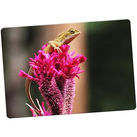 Lagartos de la mundo imán para nevera, Lizard Sat On Pink Flower ...