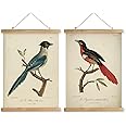 MIDEFINCH Vintage Bird Illustration Print Set - Set of 2 Retro Bird Posters with Wooden Hanging Frames, Home Wall Art Decor, 16x23 Inches