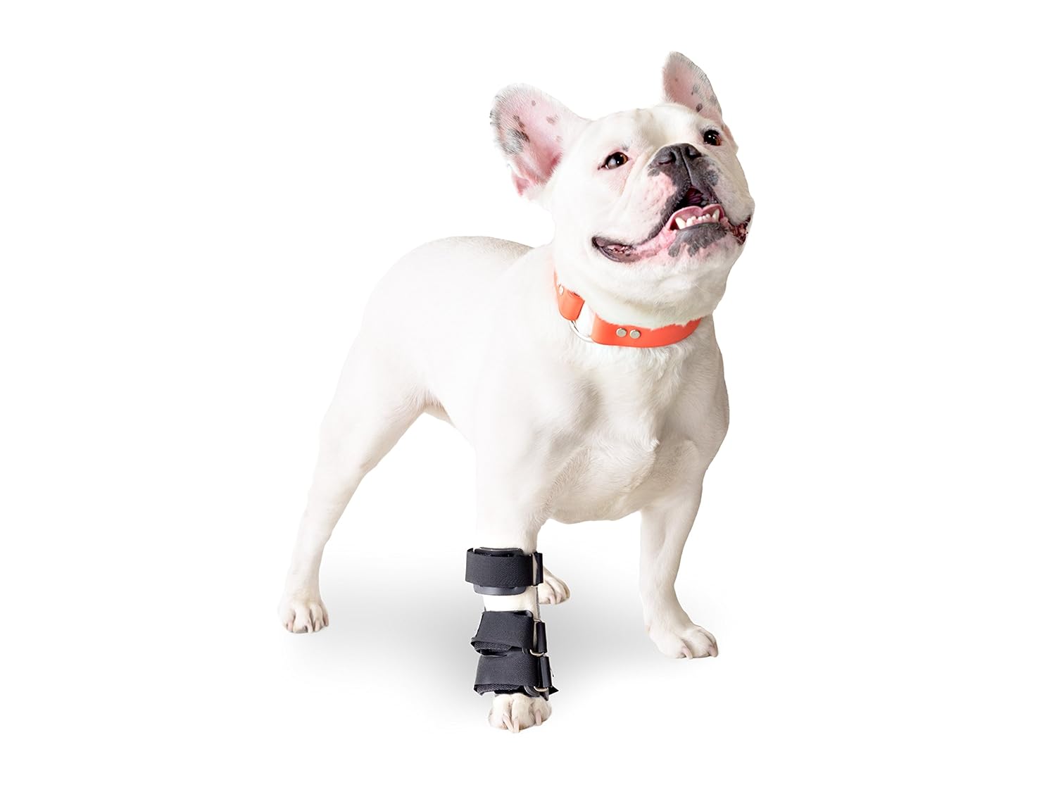 Walkin'' Pet Splint for Dogs, Canine Carpal Style Front