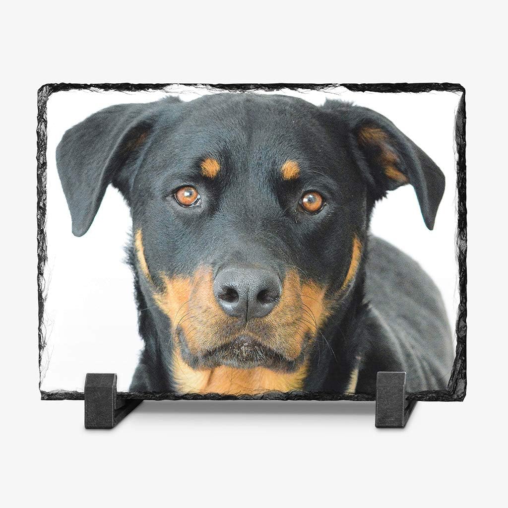 rock rottweiler