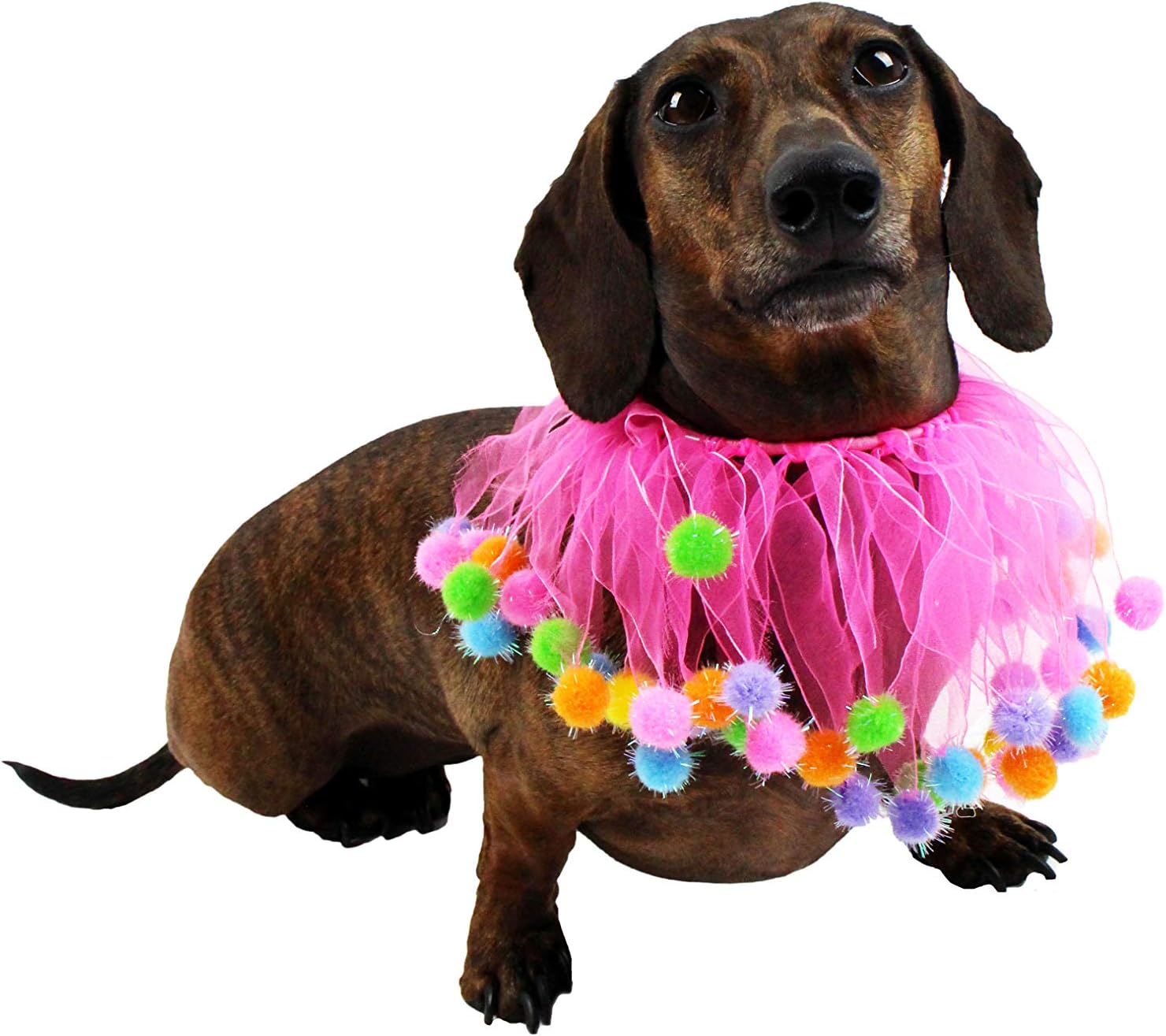 Amazon Com Midlee Pink Birthday Pom Pom Dog Collar Large Pet Supplies
