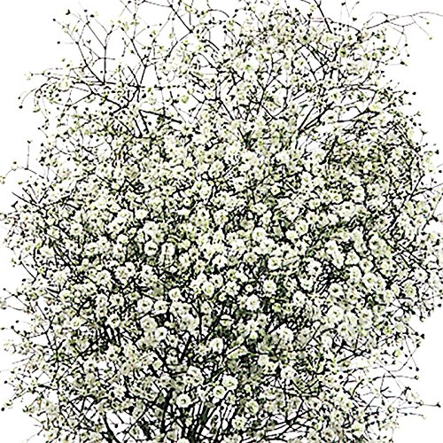 Baby's Breath (Gyp) - Thumbnail 4