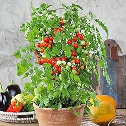 Tomato Seeds - Tidy Treats - Packet - Vegetable