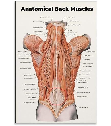 Human Muscles Anatomy Back