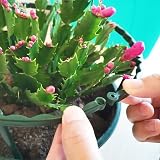 HCLRW 16 Pcs Plant Support Stakes 5.5 x 9.5 Half Round Ring Spliceable view 2