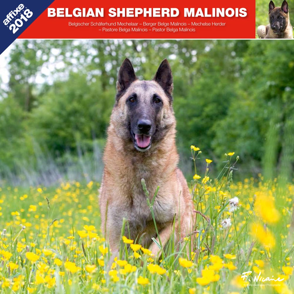 BERGER BELGE MALINOIS 2018 - CALENDRIER AFFIXE (BELGIAN SHEPHERD) BERGER BELGE MALINOIS 2018 - CALENDRIER AFFIXE (BELGIAN SHEPHERD)