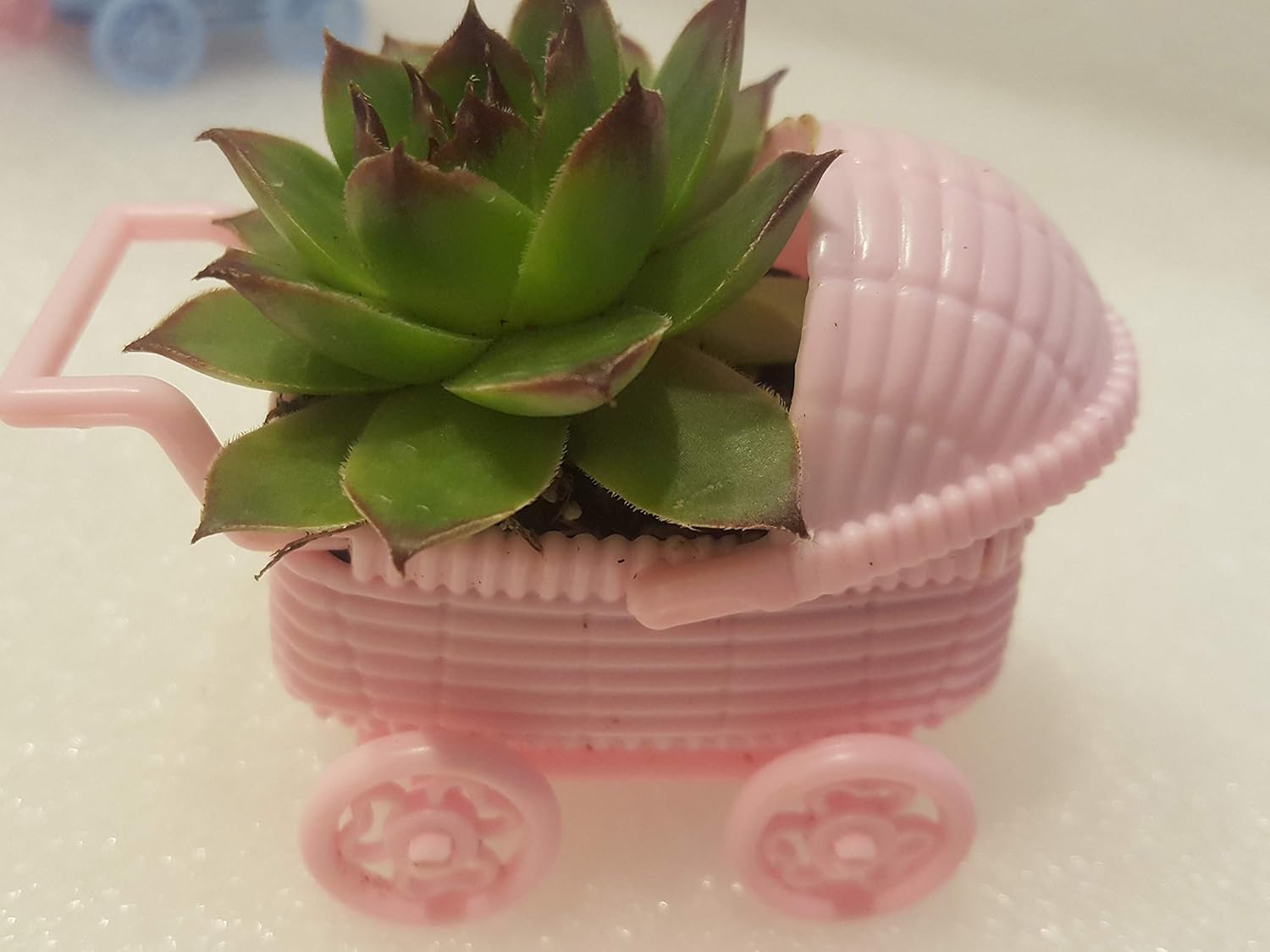 mini succulent baby shower favors
