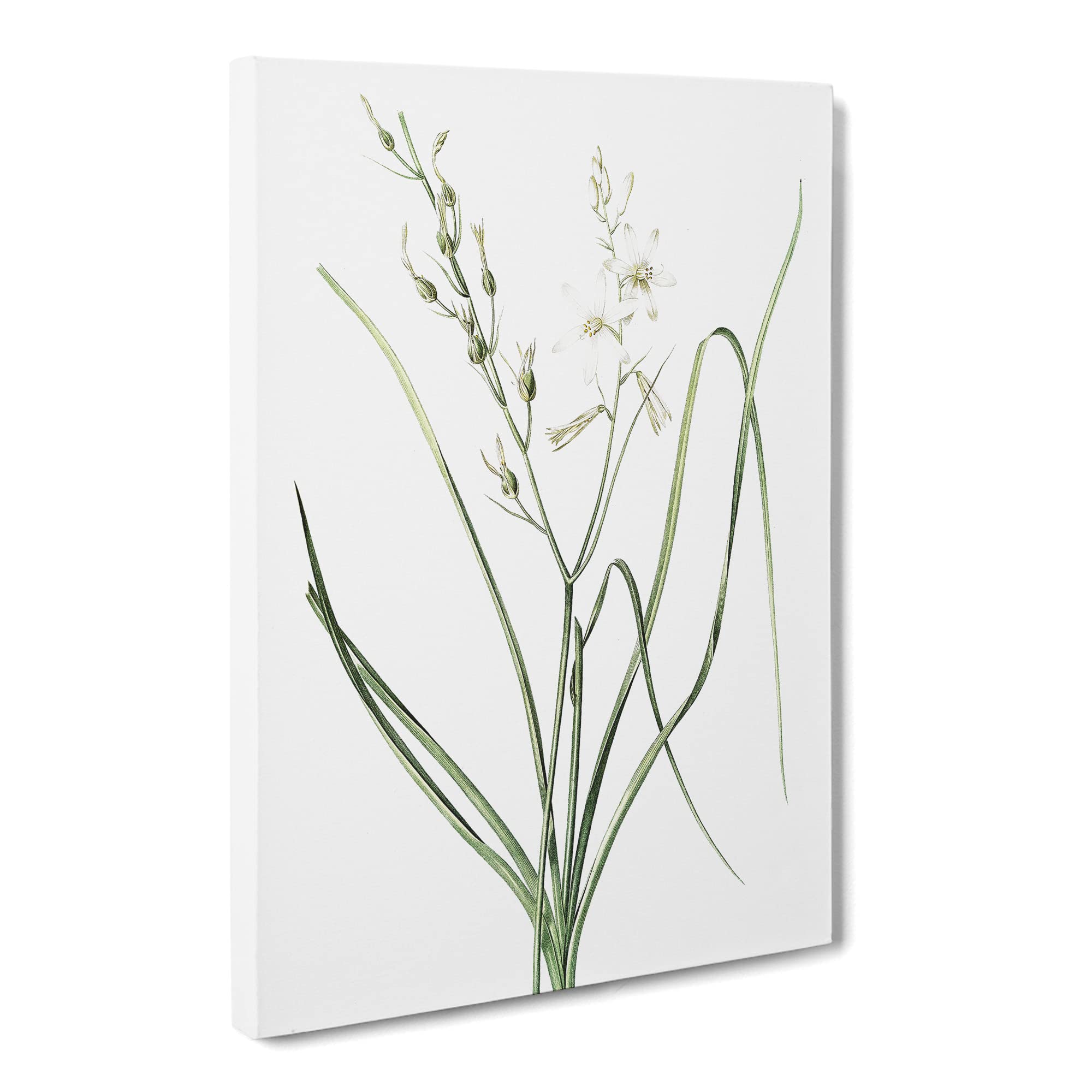 St Bernard'S Lily By Pierre Joseph Redoute Canvas Print | Gallery Wrapped 30mm Frame Wall Art | 20x14 inches | Ready to Hang | Retro Floral Picture | Living Room Bedroom Lounge Office