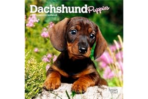 Dachshund Puppies | 2026 7 x 14 Inch (Hanging) Monthly Mini Wall Calendar | BrownTrout | Animals Dog Breeds Puppy