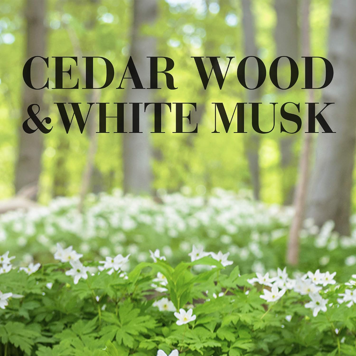 Airwick Air Freshener XL Candle Cedar Wood & White Musk, Up to 85 Hours Burn Time, Clear - Image 3